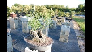 Taxodium distichum Bonsai Tree [upl. by Odlabso295]