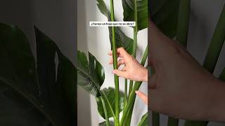 strelitzia plantas plantasdecasa tutorial [upl. by Eelyk]