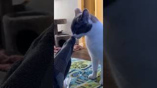 Cat’s reaction when smelling socks cat interesting [upl. by Nicolais477]