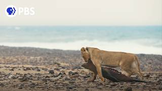 Extraordinary Lion Behavior Caught on Camera [upl. by Buskirk]