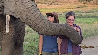 Knysna Elephant Park [upl. by Nixie]