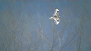 Roughlegged Hawk In Flight 162018 HD [upl. by Amles]