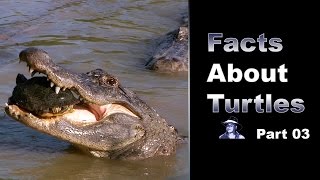 Facts About Turtles 03 [upl. by Orban]