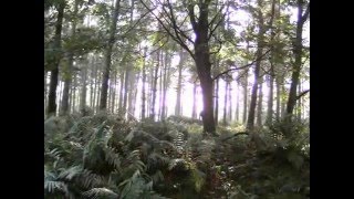 Cannock Chase Beauty and Mystery [upl. by Shanan]