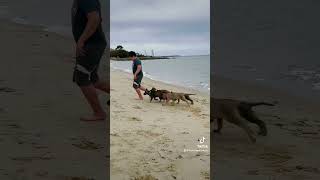 Our Sable litter off leash training dog germanshepherd beachpuppy beach gsd goodpup [upl. by Eimak]