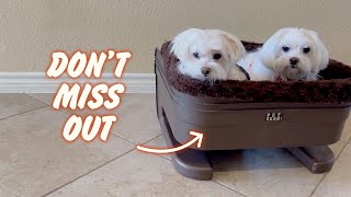 QUICK LOOK Pet Gear Booster Seat  Installation Demo [upl. by Aronoel]