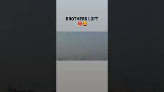 BROTHERS LOFT 🦁❤️‍🔥 youtubeshorts trending viralshorts pigeonracing supportme [upl. by Auhel]