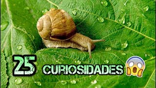 25 cosas sobre los caracoles  La huerta de Juan Pablo [upl. by Conger751]