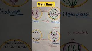 Mitosis Phases cellcycleandcelldivision mitosis shorts biology shortsfeed neet drawing [upl. by Cull]