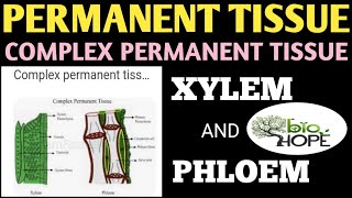 COMPLEX PERMANENT TISSUE [upl. by Chouest]