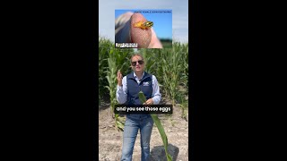 Expert Tips for Scouting Late Season Corn Rootworm [upl. by Daniala]