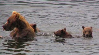 Mother Bear Leaves Exhausted Cubs to Drown but Watch What Happens Then [upl. by Heater586]