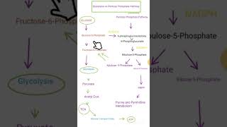 Glycolysis vs Pentose Phosphate Pathway what you must know [upl. by Lias]