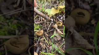 Common Puffball  Beautiful Mushrooms [upl. by Annawyt937]