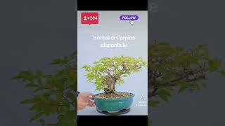 Bonsai di Carpino disponibile Spedisco in tutta europa bonsai japan bonsaitree [upl. by Yahsram]