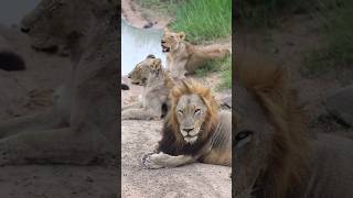 ● A beautiful lion family from kruger national park  latest sightings  south africa  bbc earth [upl. by Dita]