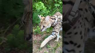 Leash Walk with a Serval serval servalcats [upl. by Arymas]