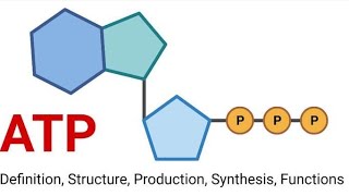 ATPADENOSINE TRIPHOSPHATEbasicssschscboard2024 [upl. by Ivanna]