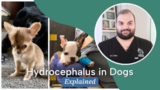 Hydrocephalus in Dogs  Signs Diagnosis Causes and Treatment [upl. by Kimberley342]