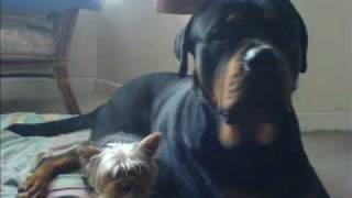 So called Dangerous Dogs American pitbull amp Rottweiler Pt 1 [upl. by Winnie]