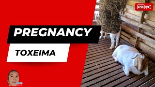 How to Recognize amp Treat Pregnancy Toxemia in Goats [upl. by Joyce]