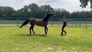 Aggressive Horse Goes After Owner [upl. by Hajed]