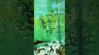 Guppies and mollies fish guppy aquarium mollyfish fishaquarium shortvideo youtubeshorts [upl. by Proudlove654]