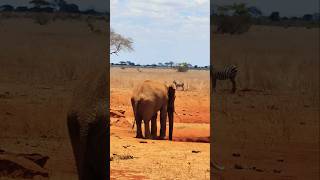 Mana elephant taking water [upl. by Ellehcram]