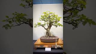 Korean hornbeam  Heathrow Bonsai Show 2024 bonsai bonsaitree bonsaishow tree bonsaiart [upl. by Nnahteb]