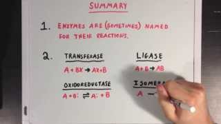 The Six Types of Enzymes [upl. by Jacobsen]