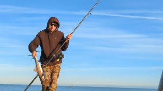 Smooth Hound South Devon This beautiful coastline is a treasure trove [upl. by Kcirredal]