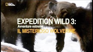 Expedition Wild 3  avventure estreme il misterioso wolverine quotghiottone Gulo gulo USA e Canadaquot [upl. by Ahsinelg]