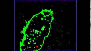 Realtime Imaging of Rabies Virus Entry into Living Vero cells [upl. by Beverie]