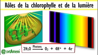 La photosynthèse explication détaillée des rôles de la chlorophylle et de la lumière [upl. by Lebam]