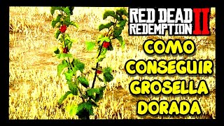 🔥 DONDE encontrar GROSELLA DORADA en RED DEAD REDEMPTION 2  UBICACIÓN GROSELLA DORADA RDR 2 😱 [upl. by Buck]