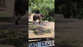 Elephant at Disney😱😱😱😱😱shorts elephant animalkingdom disney [upl. by Maggie]