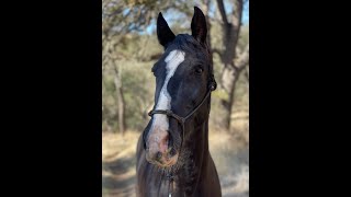 Whats The Big Fuss About Mares Mares vs Geldings Gaited Horse Training [upl. by Langdon964]