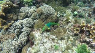 Male Yellowbrown wrasse Thalassoma lutescens at Neds Beach Lord Howe Island 25 January 2022 [upl. by Novhaj655]