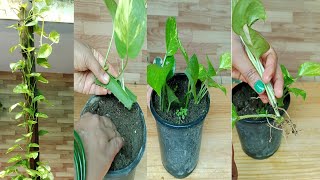 How to grow pothosmoney plant faster using aloe vera with soil  home gardening tips [upl. by Banwell409]