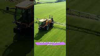 THE HARVESTING METHOD FOR TURF OR CARPET GRASS [upl. by Dorolice]