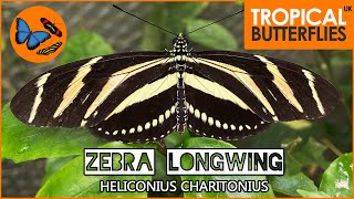 Zebra Longwing Butterfly Heliconius Charitonius  Keeping amp Breeding Tropical Butterflies [upl. by Yerffeg]