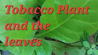 tobacco plants useful  this is a tobacco plant many people have never seen before [upl. by Bahr]