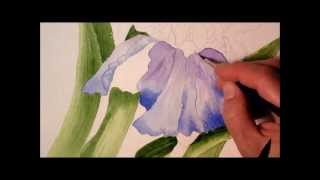 Iris in Watercolor painting process time lapse [upl. by Adaval812]