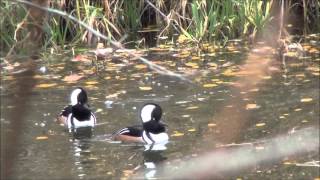 Hooded Merganser Courtship Behavior [upl. by Alver348]