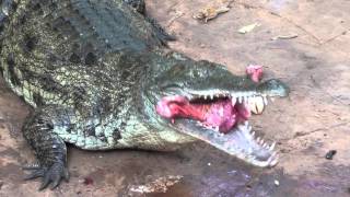 Crocodil feeding in Boko Boko  Kenya [upl. by Kcirddec]