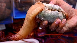 Japanese Street Food  GEODUCK SASHIMI Seafood Japan [upl. by Arihas447]