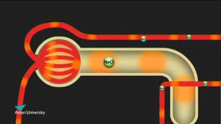 The Kidney amp the Counter Current Multiplier Pharmacology teaching at Aston University [upl. by Ariela]