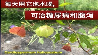 小果倒地铃的作用和功效Cardiospermum halicacabum health benefitsManfaat Paria gunung [upl. by Carmelita53]