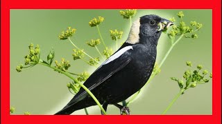 Bobolink Song Bobolink Call Bobolink Sound Bobolink Chirp [upl. by Ajani]