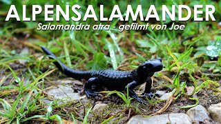 Alpensalamander  Salamandra atra  in freier Natur im Allgäu 2024 [upl. by Waal]